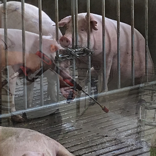 養殖場豬舍高壓清洗方案